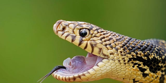 Louisiana pine snake