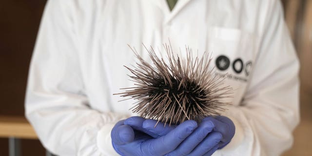 sea urchin