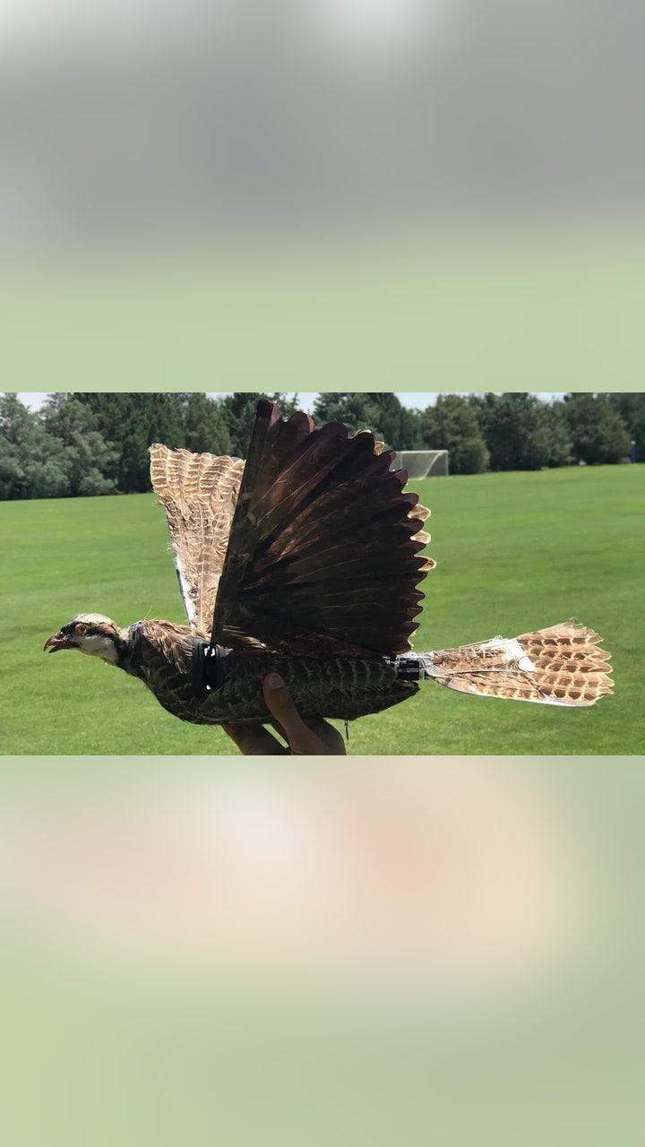 Are Birds Government Drones 