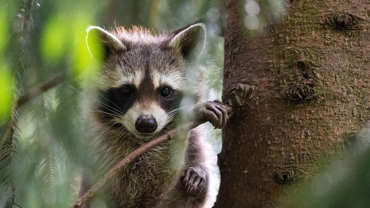 Raccoon falls through classroom ceiling as animals overrun Texas High School Raccoon falls through classroom ceiling as animals overrun Texas High School