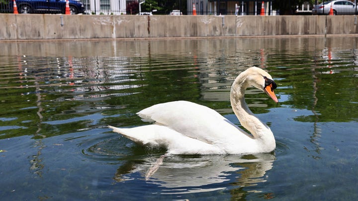 New York teens, young adult arrested for killing, eating beloved town swan: police