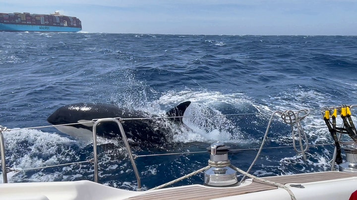 ORCAS attack hundreds of boats in revenge for injured leader 🚨