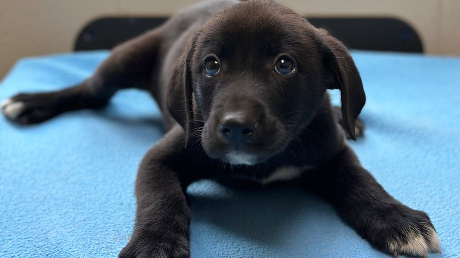 10 adorable puppies dumped on side of road in Georgia looking for ...