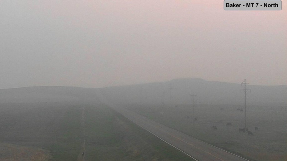 Billings, Montana, cows are shrouded in wildfire smoke