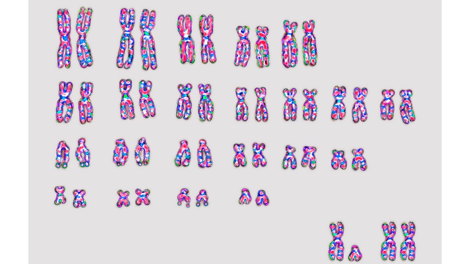 human chromosomes