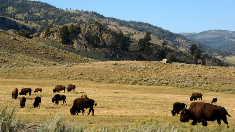 Becerro de bisonte de Yellowstone