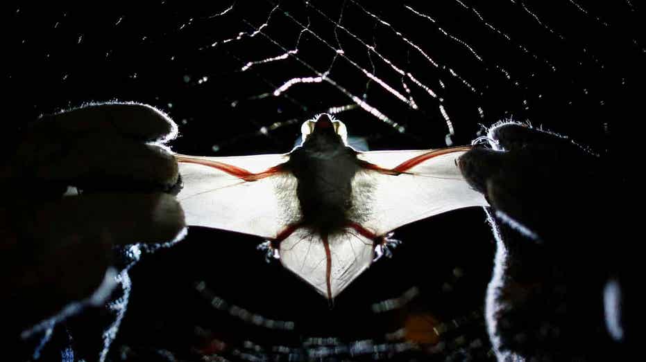 NIH’s bat vivarium for virology studies in Colorado sparks concern from residents, academics