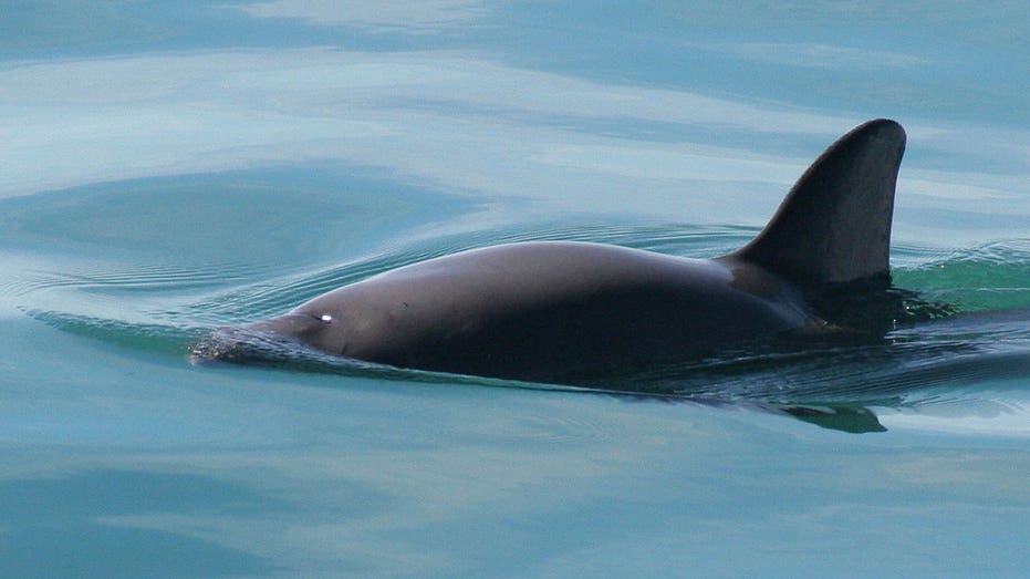 Mexico begins search to find marine vaquita, the most threatened marine mammal in the world