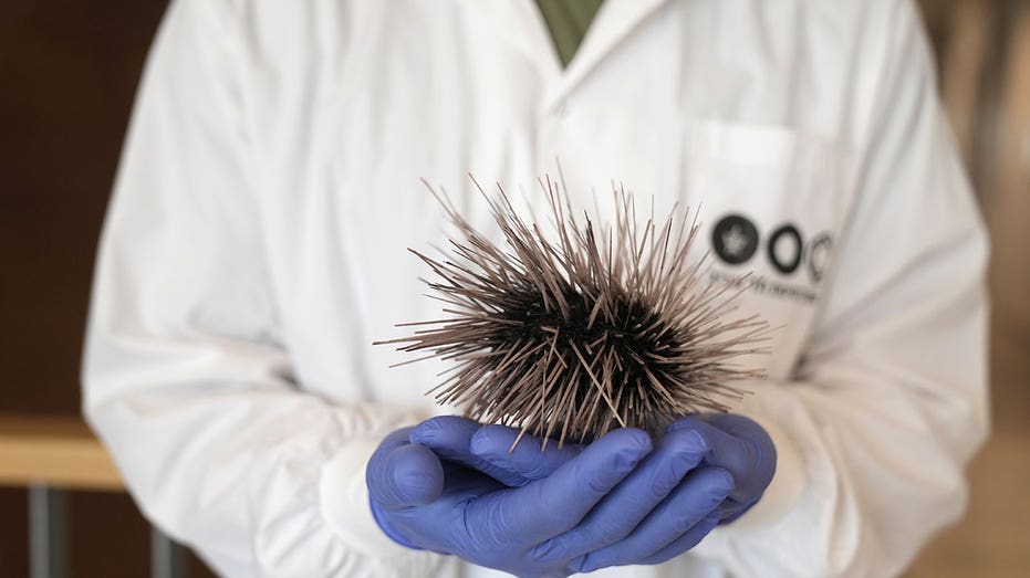 Massive sea urchin die-off in Israeli gulf threatens nearby coral reefs, researchers say