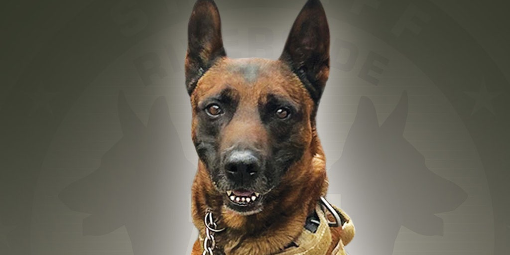 California 'career criminal' apprehended in body camera footage, kills faithful K-9: Police - Vimarsana News