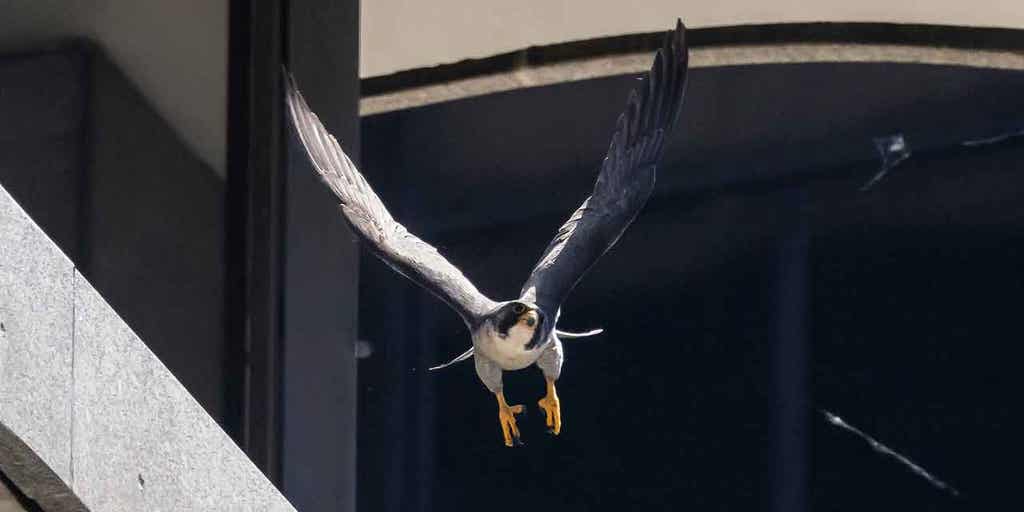 Pair of falcons terrorize busy Chicago street to protect their offspring - Vimarsana News