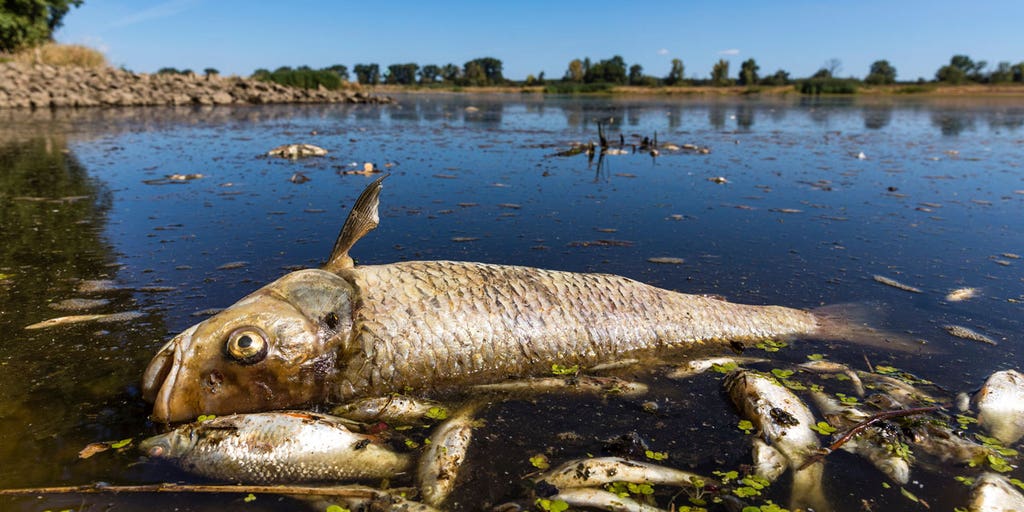 Poland and Germany collaborate to protect river from deadly pollution, discuss prevention strategies - Vimarsana News