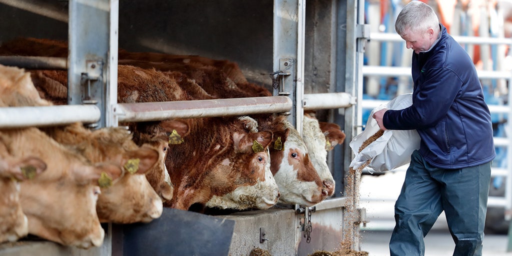 Elon Musk, farmers torch Ireland government proposal to slaughter 200K cows to meet EU climate change goals - Vimarsana News