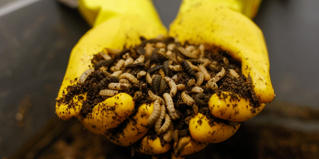 Farmers use AI to identify pests, protect crops - Vimarsana News