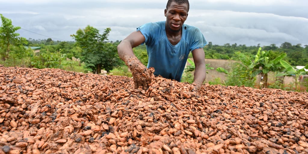 Researchers use AI to predict crops in Africa to help address food crisis - Vimarsana News