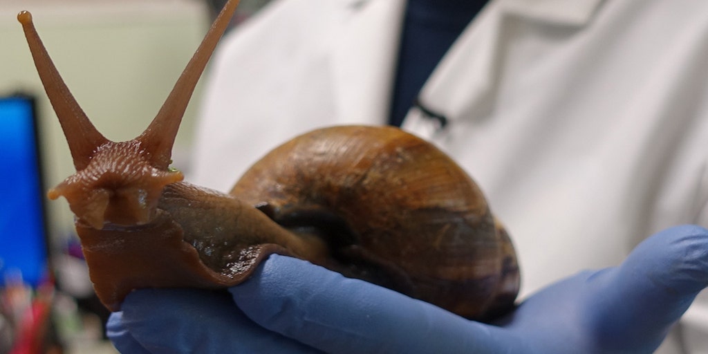 Giant African snails: A biosecurity threat too big to ignore for Australian  agriculture - ABC News