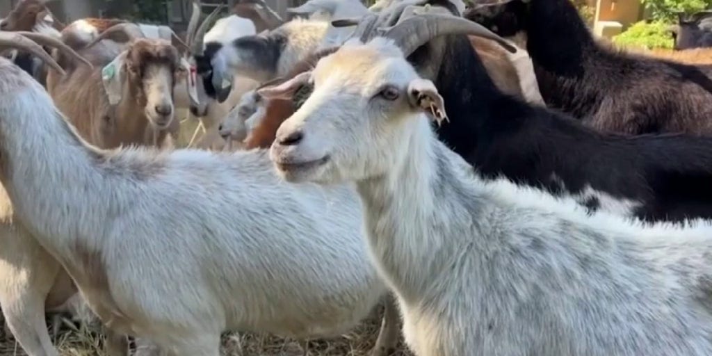 California labor law could leave firefighting goat herders out of a job, warns Western Grazers owner - Vimarsana News