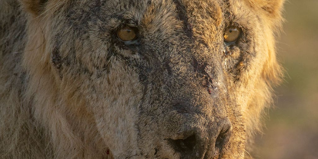Lions in Kenya speared to death in retaliation after hungry big cats prey on goat herd - Vimarsana News