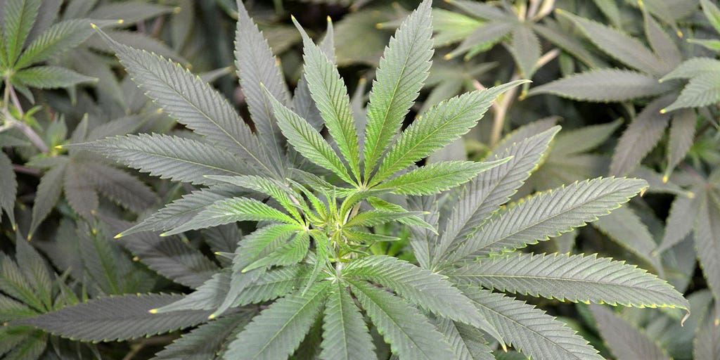 Oregon cracks down on pollution, garbage left behind by illegal marijuana farmers - Vimarsana News