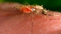 FILE - This 2014 photo made available by the U.S. Centers for Disease Control and Prevention shows a feeding female Anopheles gambiae mosquito. The species is a known vector for the parasitic disease malaria. The United States has seen five cases of malaria spread by mosquitos in the last two months...the first time there's been local spread in 20 years. There were four cases detected in Florida and one in Texas, according to a health alert issued Monday, June 26, 2023, by the CDC.