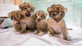 Four African lion cubs were born at the Buffalo Zoo early this month.