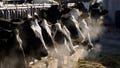 California man sentenced for investment scheme, claimed he could convert cow manure into green energy
