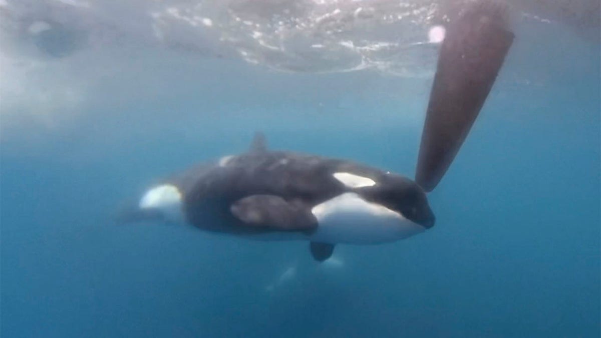 Orcas swimming