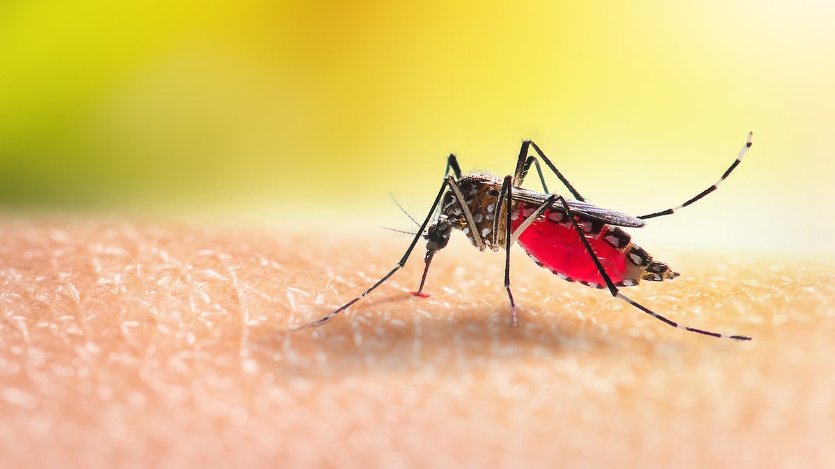 Mosquito on human skin