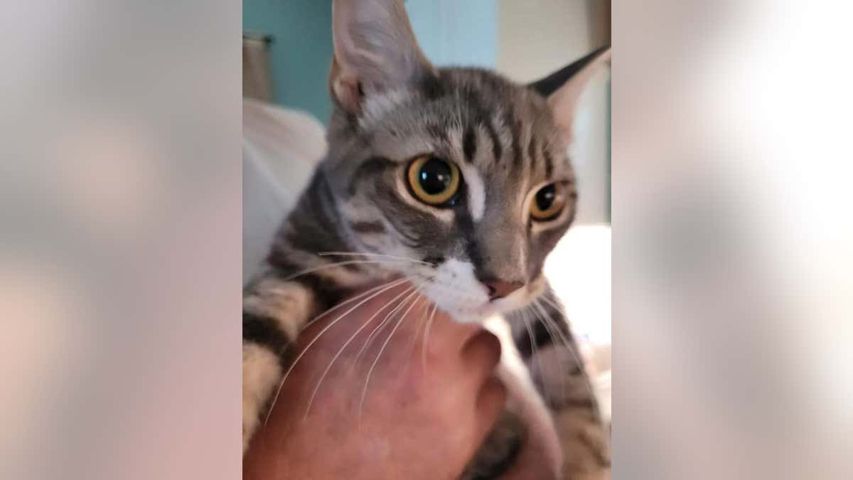 photo of Sprout, alleged kidnapped cat