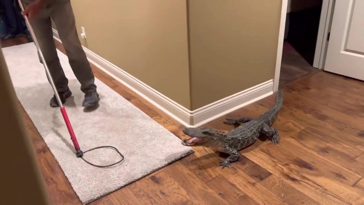 Trapper prepares to trap alligator inside home.