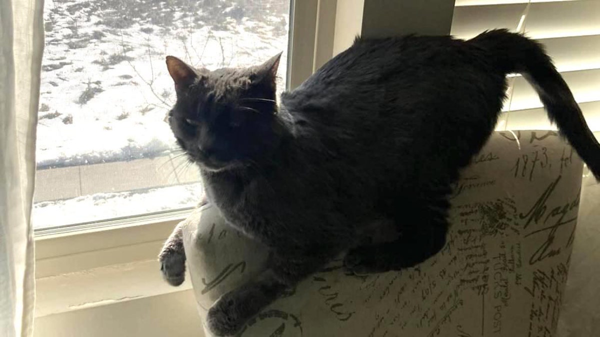 dark gray cat hanging out by window