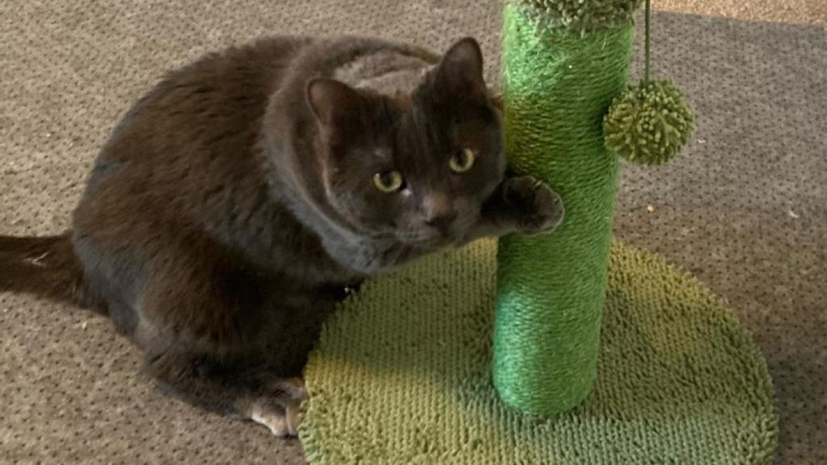 gray cat playing with scratching post