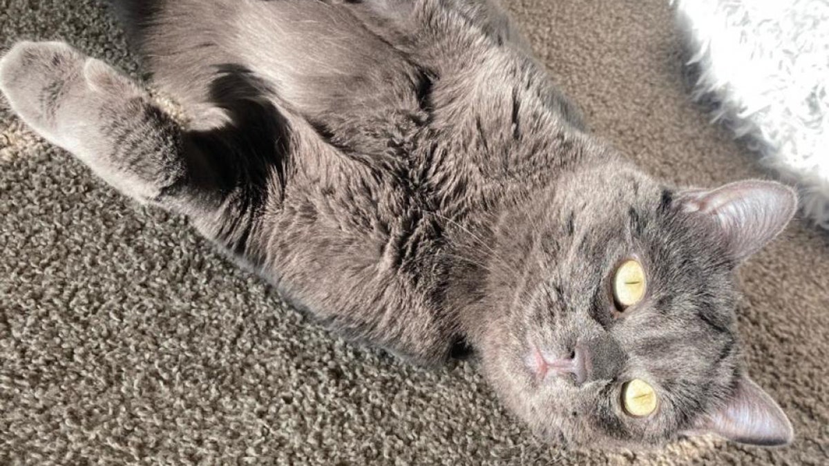 gray cat with yellow eyes looking at camera