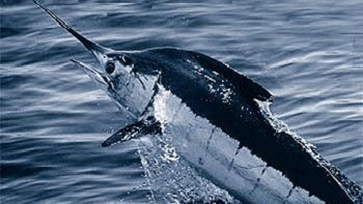 An Atlantic blue marlin