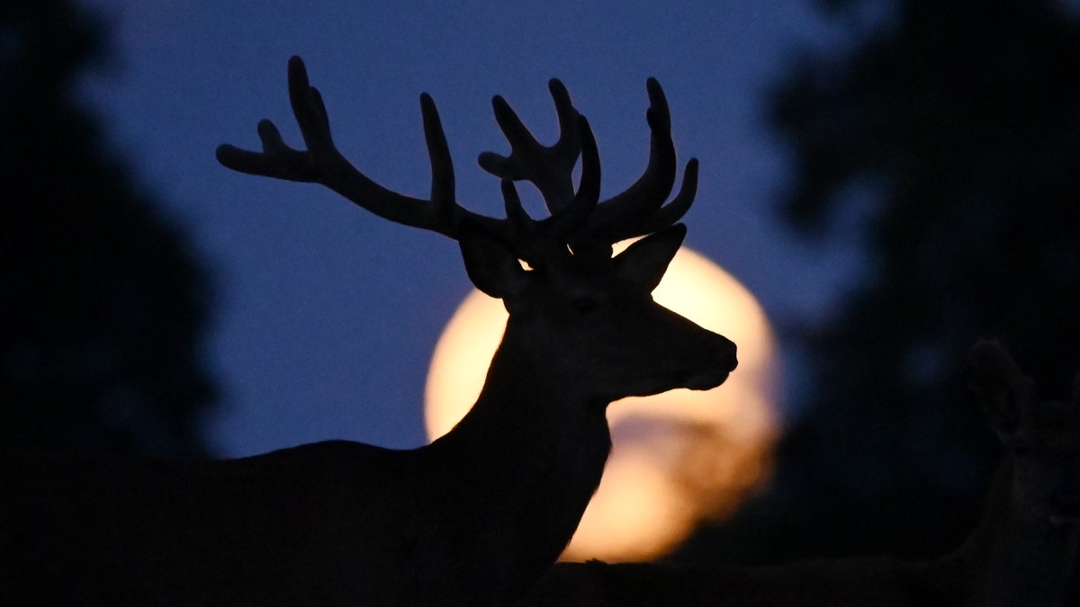 A full super moon known as the buck moon is seen as a deer grazes outside the village of Taarbaek in Denmark