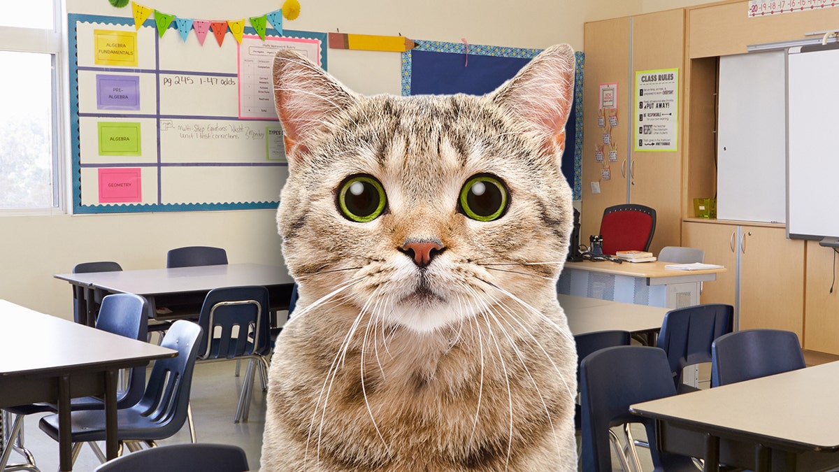 Cat classroom UK teacher 