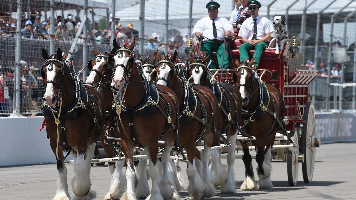 The Clydesdales in Illinois