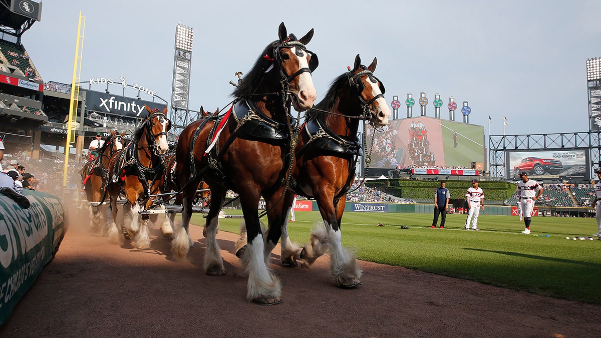 Clydesdales at a White Sox game