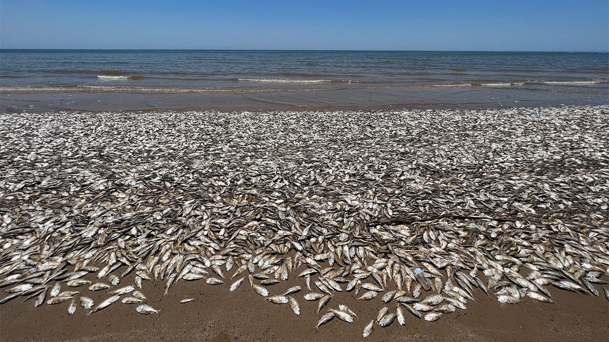 dead fish texas was ashore