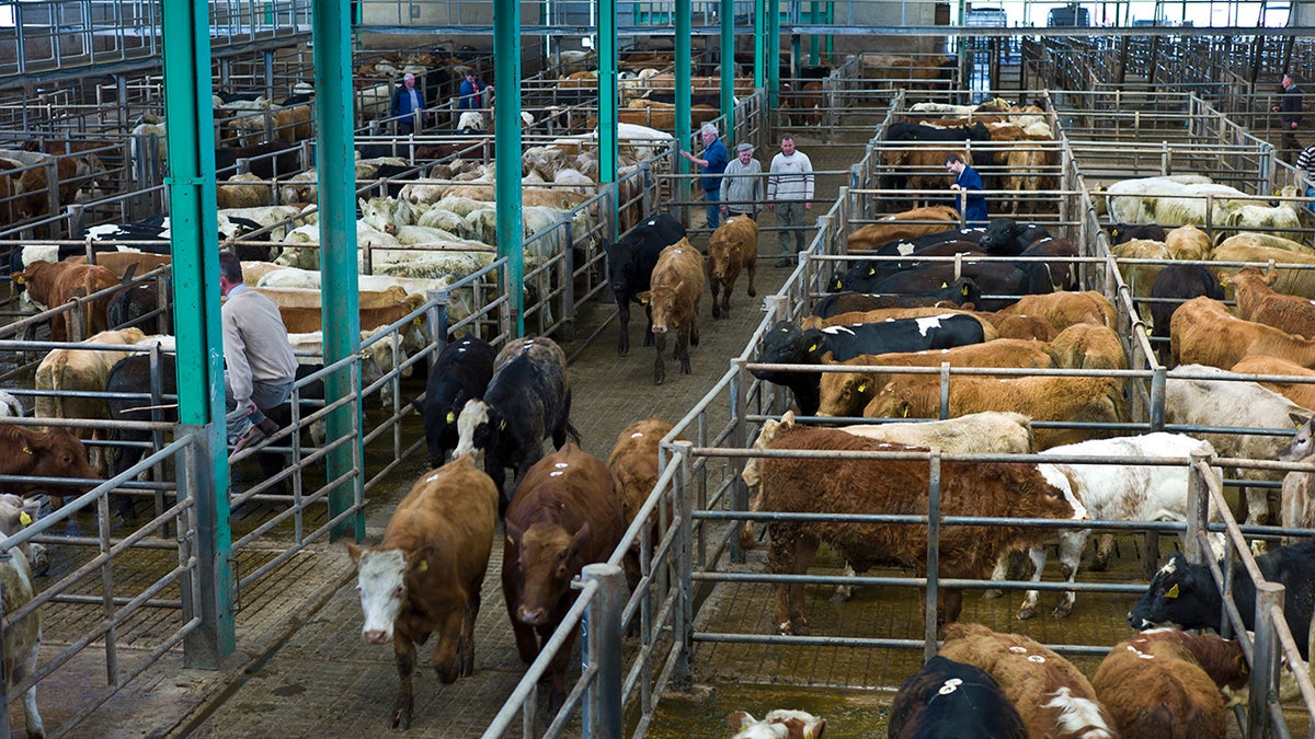 Irish cow auction