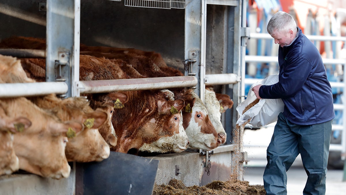 Irish cattle farmers 