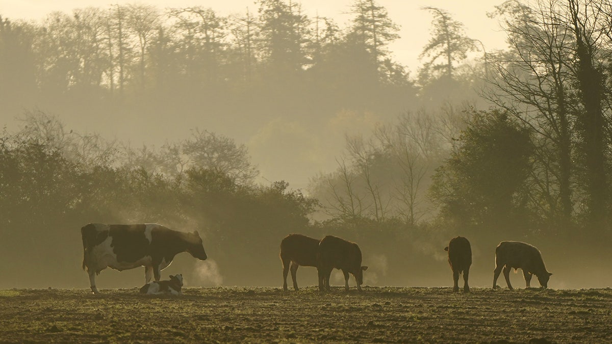 Irish cattle graze in field 