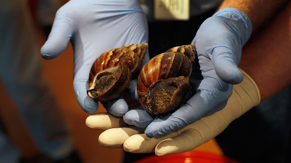 giant african land snails