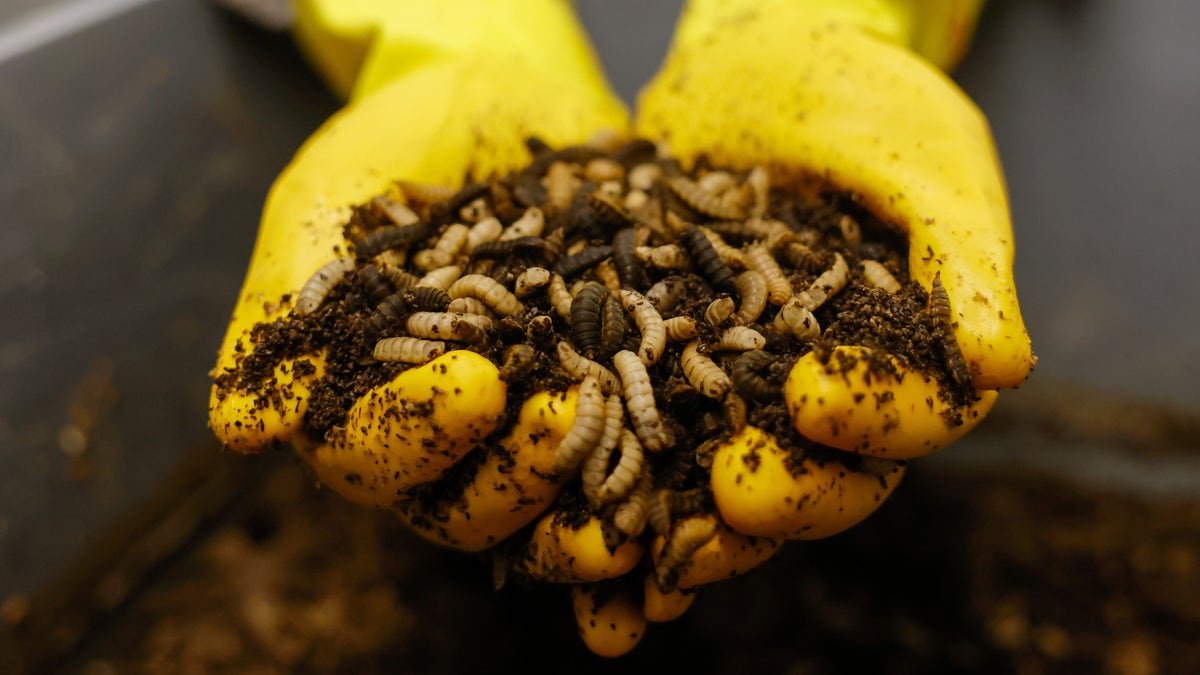 London AI bug farming