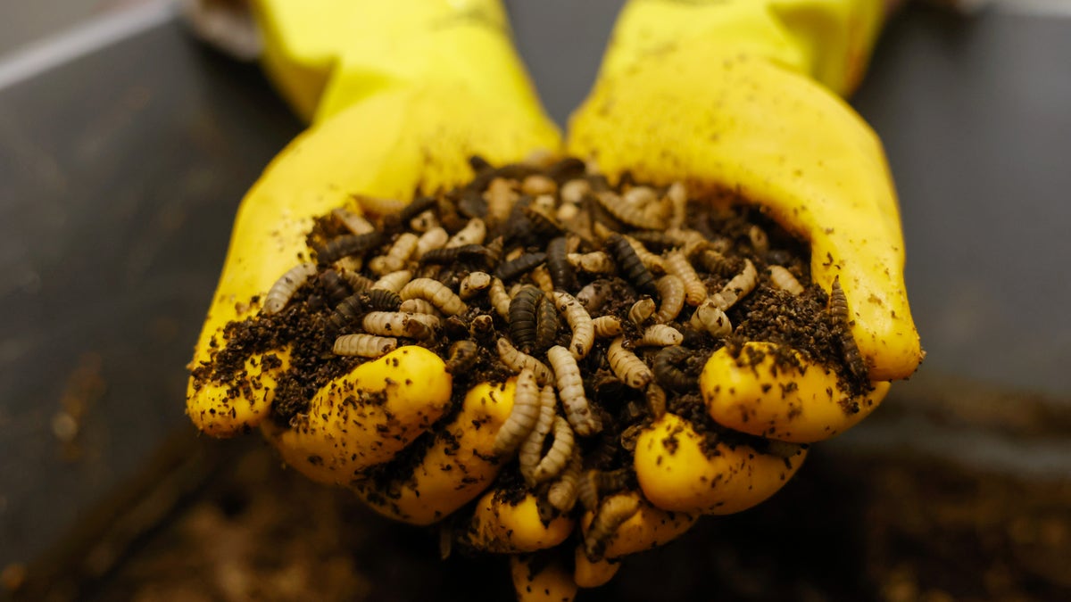 London AI bug farming