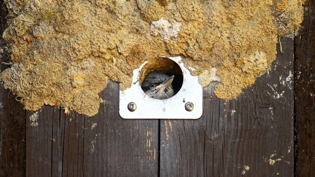 Farming insects birds