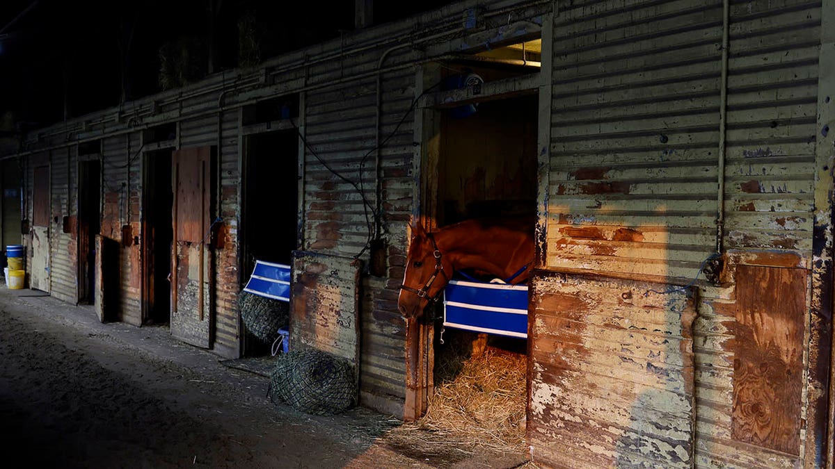 Horses in the stall at Belmont Park
