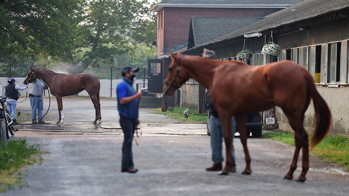 Horses being groomed outside Belmont Park