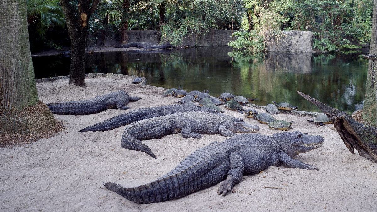 Alligators gather within the Busch Gardens Tampa Bay enclosure.