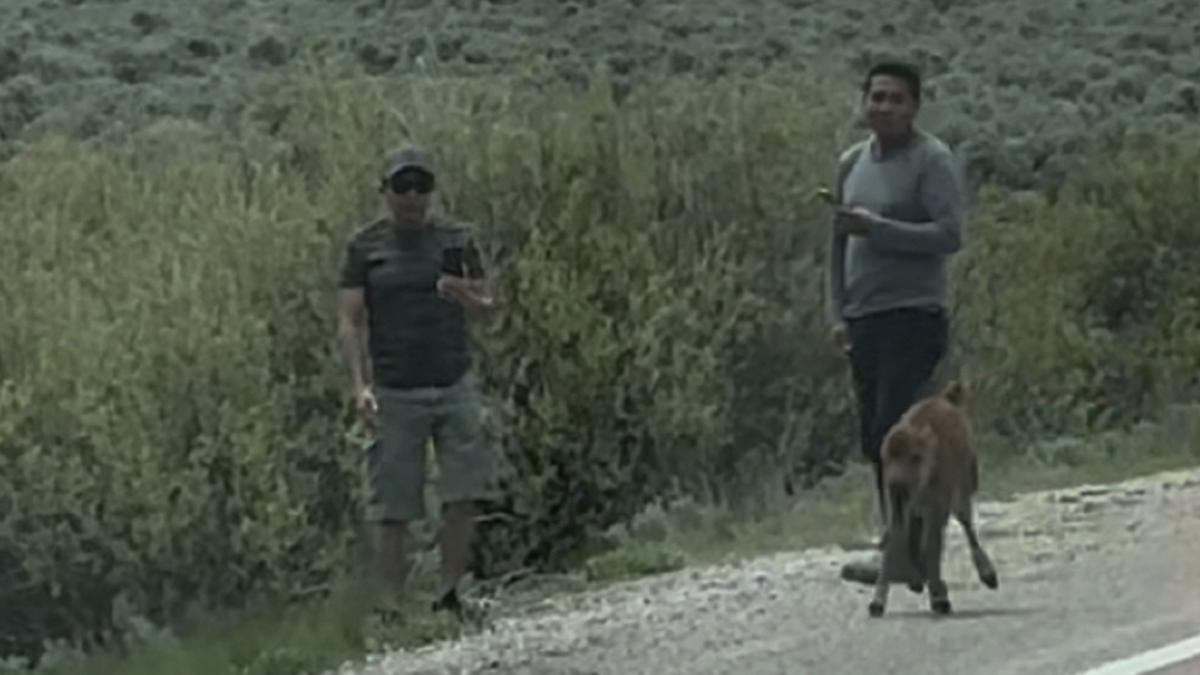 Grand Teton National Park bison calf and unidentified individuals